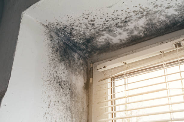 Affordable Attic Mold Remediation solutions in Sedley, VA